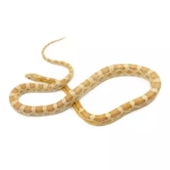 EXOPRIMA Pantherophis guttatus Маисовый полоз Hypo caramel