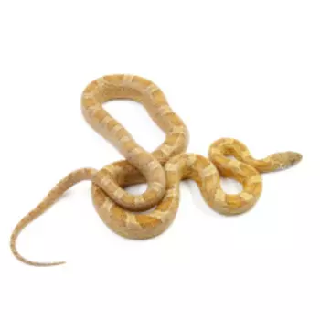 EXOPRIMA Pantherophis guttatus Маисовый полоз Masque crimson diffusion het cinder