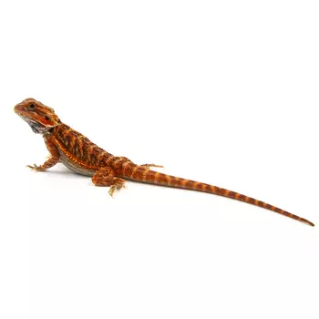 EXOPRIMA Pogona vitticeps "Hypo Translucent Cawley Extrem Red" Бородатая агама, XS-S (Германия)