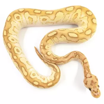EXOPRIMA Python regius "Banana lesser clown" Королевский питон, S-M (Германия)