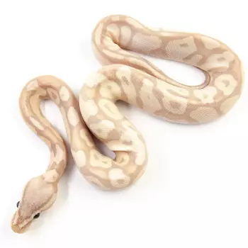 EXOPRIMA Python regius "Banana pastel fire hypo" Королевский питон, S-M (Германия)