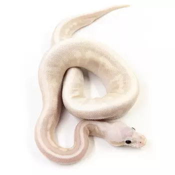 EXOPRIMA Python regius "Banana savannah" Королевский питон, S-M (Германия)