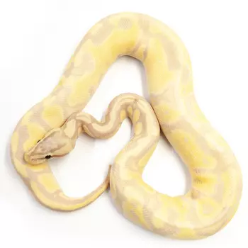 EXOPRIMA Python regius "Banana super enchi poss het clown" Королевский питон, S-M (Германия)