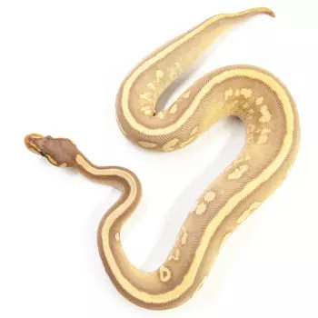 EXOPRIMA Python regius "Black pastel mojave banana yb" Королевский питон, S-M (Германия)