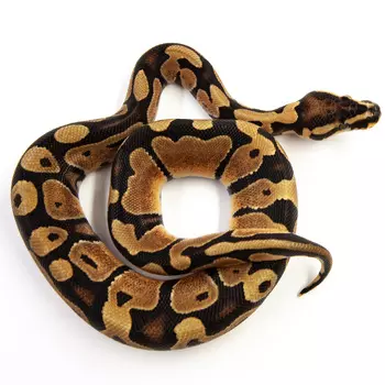 EXOPRIMA Python regius "Blade" Королевский питон, S-M (Германия)