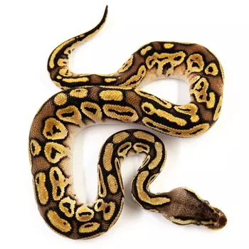 EXOPRIMA Python regius "Bongo pastel 66% het clown" Королевский питон, S-M (Германия)