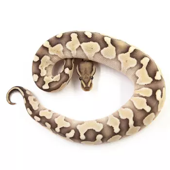 EXOPRIMA Python regius "Butter yb desert ghost" Королевский питон, S-M (Германия)