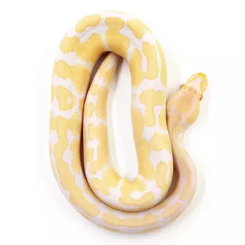 EXOPRIMA Python regius "Candino het pied" Королевский питон, S-M (Германия)