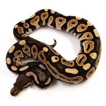 EXOPRIMA Python regius "Cinnamon" Королевский питон, S-M (Германия)
