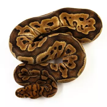 EXOPRIMA Python regius "Clown" Королевский питон, S-M (Германия)