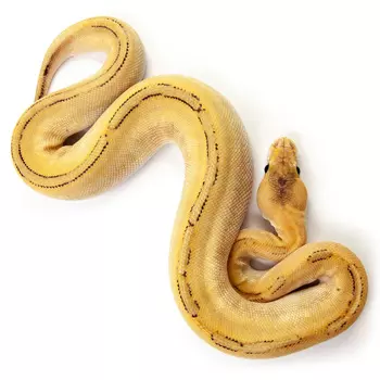 EXOPRIMA Python regius "Cypress champagne yb leopard" Королевский питон, S-M (Германия)