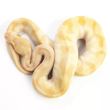 EXOPRIMA Python regius "Enchi butter yb albino" Королевский питон, S-M (Германия)