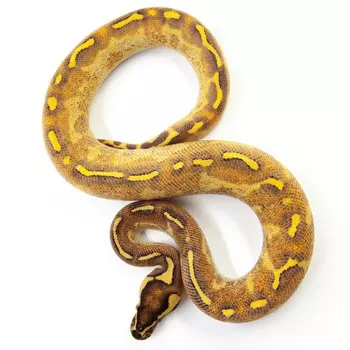 EXOPRIMA Python regius "Enchi mojave freeway" Королевский питон, S-M (Германия)