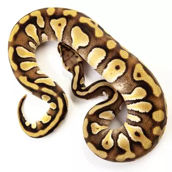 EXOPRIMA Python regius "Enchi phantom het g-stripe" Королевский питон, S-M (Германия)