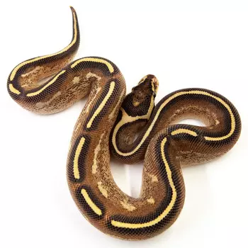 EXOPRIMA Python regius "Freeway" Королевский питон, S-M (Германия)