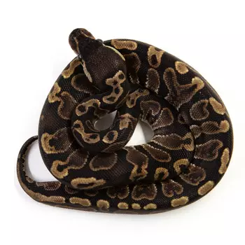 EXOPRIMA Python regius "Ghi" Королевский питон, S-M (Германия)