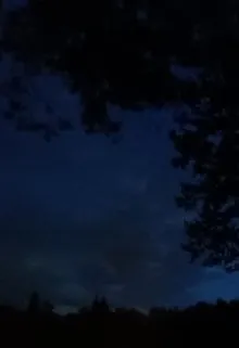 Ужас ночного леса