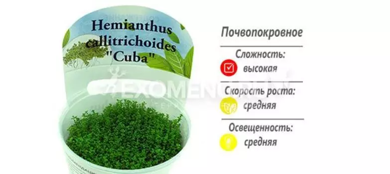 Хемиантус Куба (Hemianthus callitrichoides "Сuba") меристемное