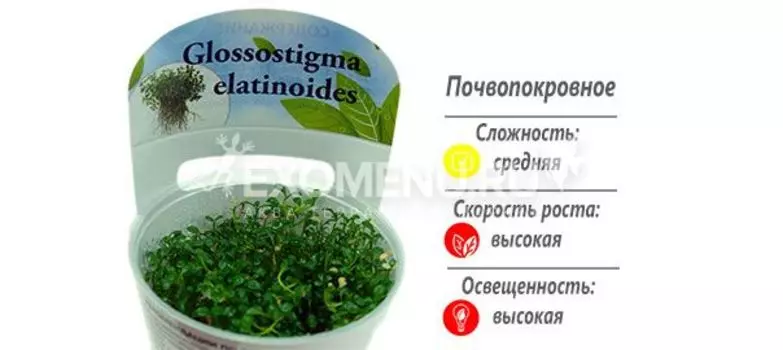 Глоссостигма повойничковая (Glossostigma elatinoides) меристемное