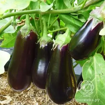 Семена Баклажан Мишутка 0.3г