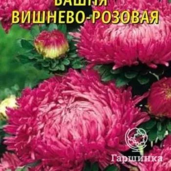 Семена Астра Башня Вишнево-розовая 0,3 гр Плазменные семена