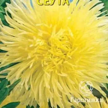 Семена Астра Харц Сеута 0,3 гр Плазменные семена