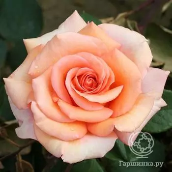 Роза Варм Вишез, Фрайер