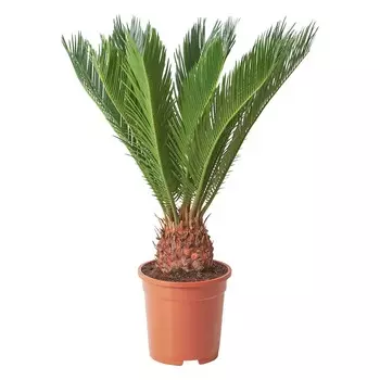 Цикас Orangery cycas revoluta 21/85