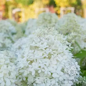 Гортензия Роял Фловер (Королевский цветок) метельчатая