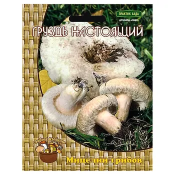 Груздь белый (настоящий) Поиск