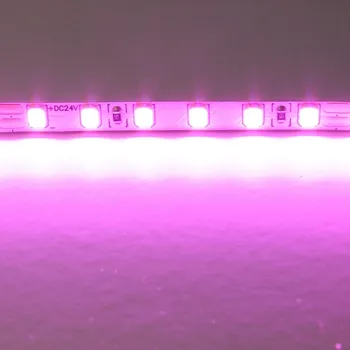 Светодиодная лента цветного свечения 24V, розовый Lightstar 420512