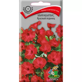 Мирабилис Красный леденец