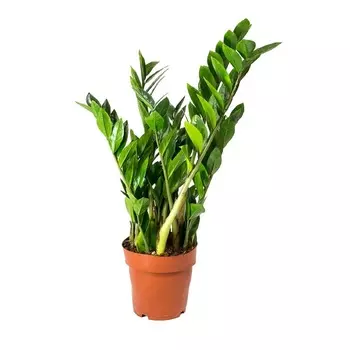 Замиокулкас Orangery zamioculc. Zamiifolia21/80