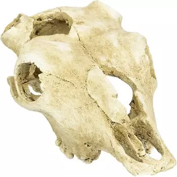 LUCKY REPTILE Декорация для террариума, череп "Skull Cow", 22.5х12.5х8.5см (Германия)!