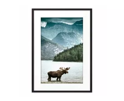Постер в рамке Лось на реке