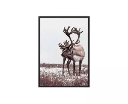 Постер в рамке Олень 2 50х70 см (черный, белый, 70)