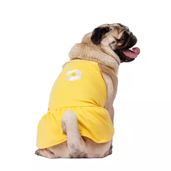 Petmax Платье для собак, XL, желтое с ромашкой (девочка)