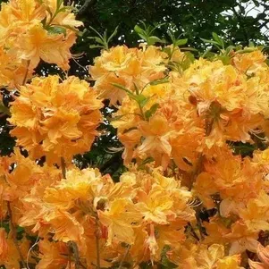 Рододендрон (Азалия) Голден Лайтс