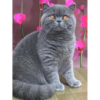 Кошка DIY 5D алмазная живопись полная квадратная/круглая дрель смола дрель животное Алмазная вышивка крестиком мозаика домашний декор искусство Full Round 15x20CM