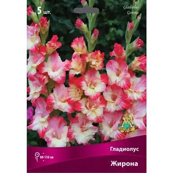 Гладиолус крупноцветковый Жирона луковица 12/14