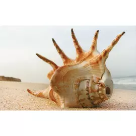 Плитка PiezaROSA Адриатика Ракушки 25x40 см 121918