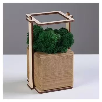 Кашпо композиция со мхом "Бриовуд", мох стабилизированный: Forest Green (Зелёный лес)
