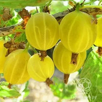 Крыжовник Яровой слабошипованный желтый