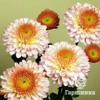 Хризантема Помпон Пинк