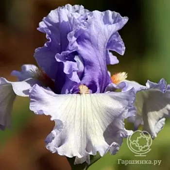 Ирис бородатый Фогбаунд (Iris germanica Fogbound)