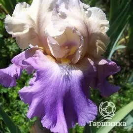 Ирис бородатый Мазер Эрс (Iris germanica Mother Earth)