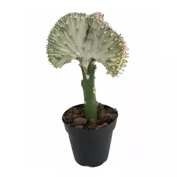 Эуфорбия Orangery euphorb.lactea cristata 10/30