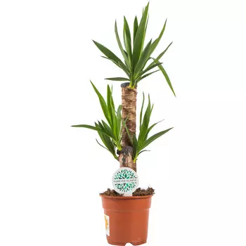 Юкка Orangery yucca elephantipes 21/65