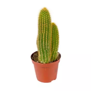 Кактус Orangery cactus mix 20/50