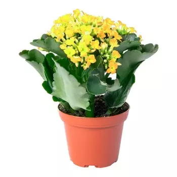 Каланхое GK kalanchoe mix 11/20 tr